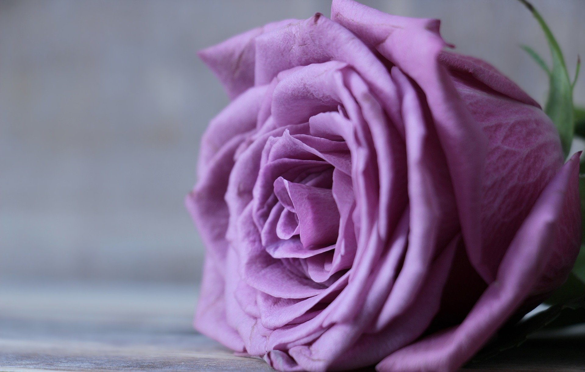 Purple Rose