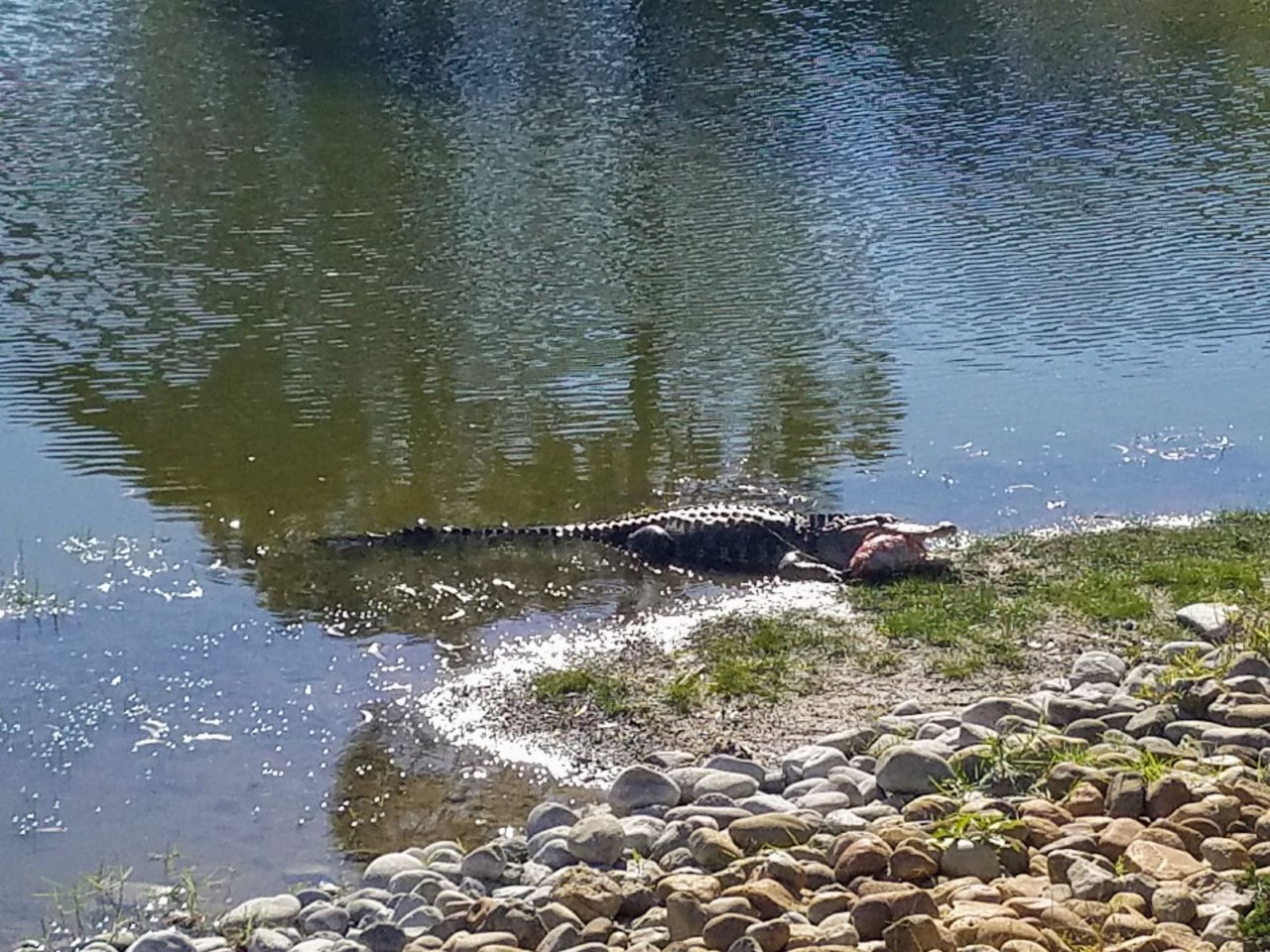Alligator